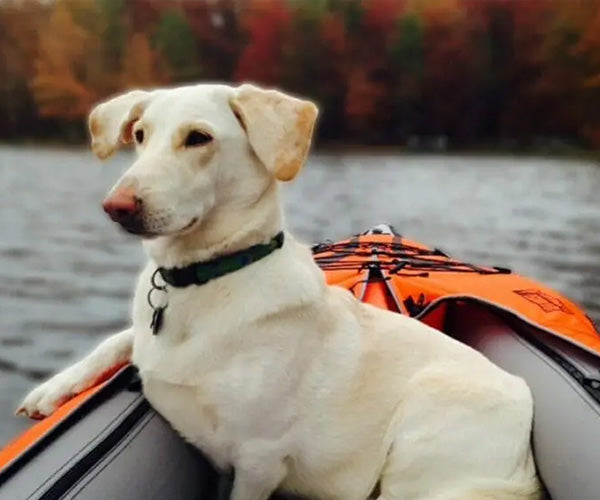 Dog Friendly Kayaks