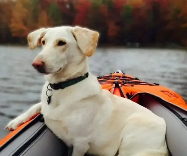 Dog Friendly Kayaks