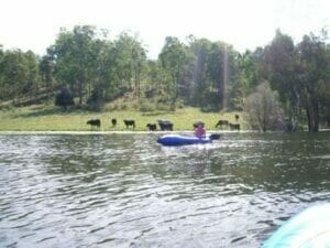 Chillin with the cows kayaking Lake Maroon May 2011