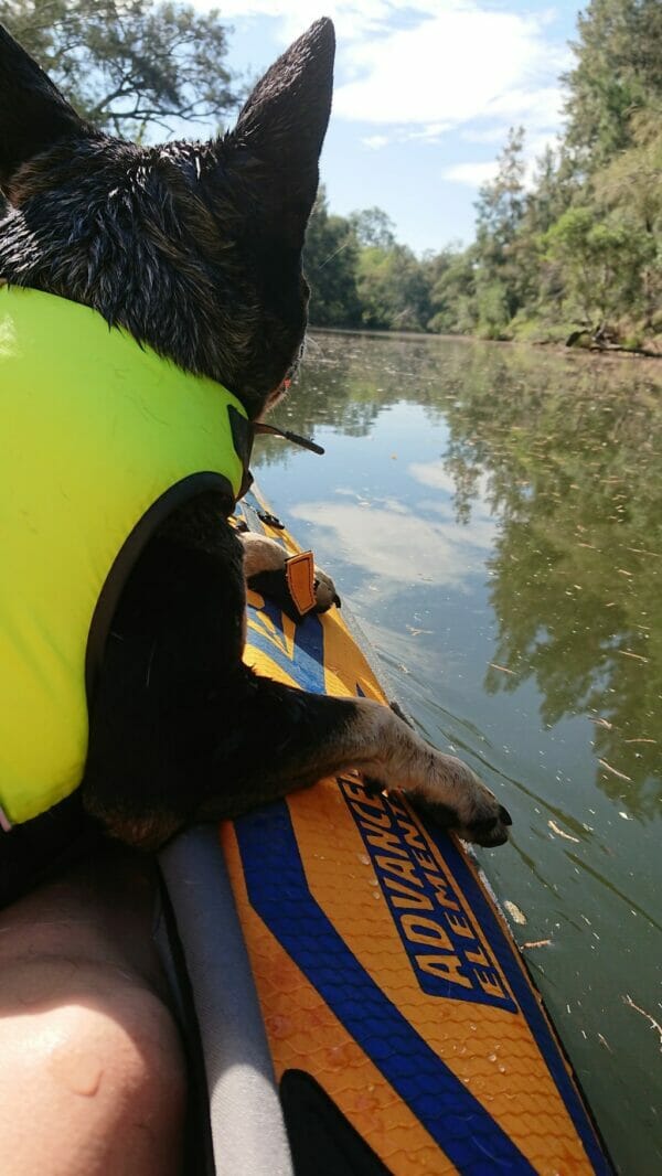 kayaking on the nepean river near camden advanced elements