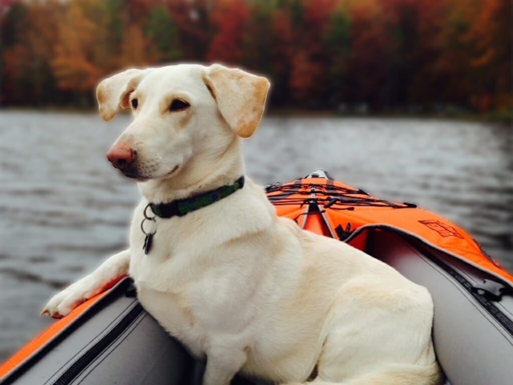 Featured Image Dog Friendly Kayaks