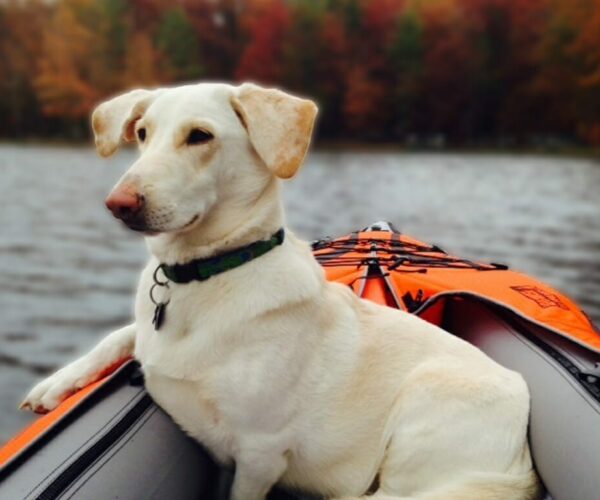 featured image dog friendly kayaks.jpg